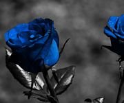 pic for blue roses 